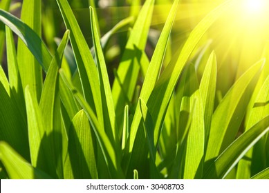 Grass lighted up a sun