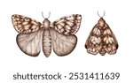 Gray brown moth set, with wings folded and spread, watercolor illustration. Lepidoptera insect isolated from background. for festive design, interior, textiles, printing