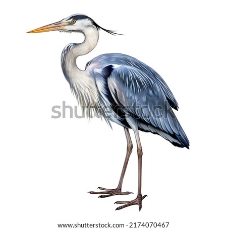 Similar – Image, Stock Photo Gray heron Heron Bird