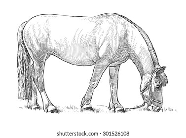 grazing horse clipart easy