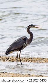 Great Blue Heron Standing On A Chesapeake Bay Shore, Illustration 