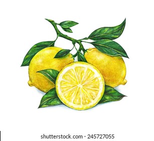 Great Illustration Beautiful Yellow Lemon Fruits Stock Illustration ...