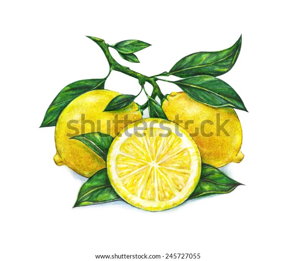 白い背景に美しい黄色のレモンフルーツの大きなイラスト レモン水彩画 のイラスト素材