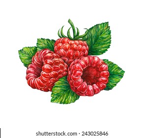 Great Illustration Of Raspberry Isolated On White Background. Water Color Drawing Of Forest Raspberry