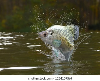 Great pattern of crappie fish in river jumping out 3d render