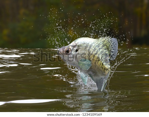 Great pattern of crappie fish in river jumping out\
3d render