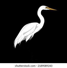 Great White Heron Stork Bird Illustration