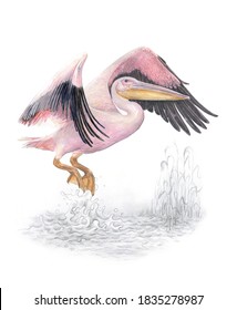 Great white rosy pelican (Pelecanus onocrotalus) start flying over the pond white rosy yellow and black detailed vintage classic technique style watercolor and pencil on white background side view