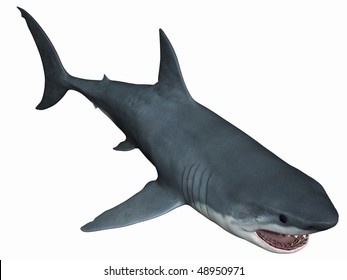 632 Dead great white shark Images, Stock Photos & Vectors | Shutterstock