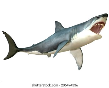 Great White Shark Attack