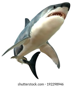 174,499 Shark Images, Stock Photos & Vectors | Shutterstock