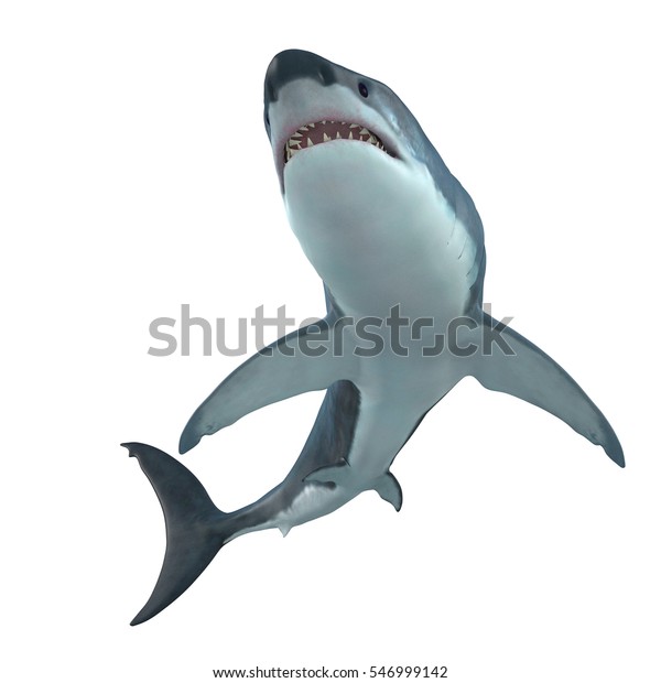 グレート ホワイト シャーク クルーザー3dイラスト グレート ホワイト シャークは海で最も大きな捕食性のサメ で 26フィートまで成長し 70年間生きられます のイラスト素材