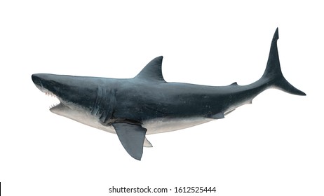 Great White Shark Isolated On White Background Cutout Ready Open Mouth Tail Up Side View 3d Rendering