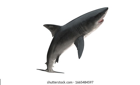 Great white shark isolated on white background cutout ready leaping view 3d rendering