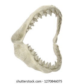 Great White Shark Jaw Bone 3D Illustration Isolated On White Background