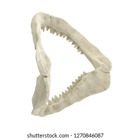 Great White Shark Jaw Bone 3D Illustration Isolated On White Background