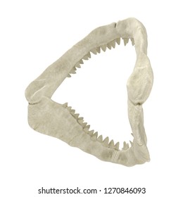 Great White Shark Jaw Bone 3D Illustration Isolated On White Background