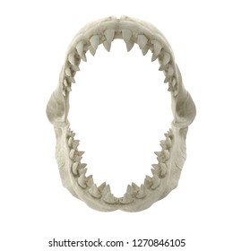 Great White Shark Jaw Bone 3D Illustration Isolated On White Background