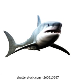 Great White Shark Swimming On A White Background.