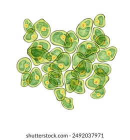 Green algae watercolor featuring an abundant group of Chlorella cells overlapping each other. Seaweed clipart for health wellness blogs, educational infographics, superfood health supplement packaging - Powered by Shutterstock