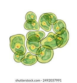 Green algae watercolor featuring an abundant group of Chlorella cells overlapping each other. Seaweed clipart for health wellness blogs, educational infographics, superfood health supplement packaging - Powered by Shutterstock