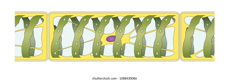 Green Algea Spirogyra, Structure