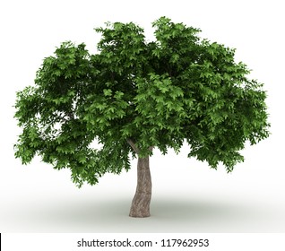 Green Apple Tree Isolated Over White