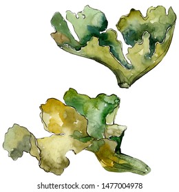 Green aquatic nature coral reef. Tropical plant sea and ocean water life element. Watercolor background set. Watercolour drawing fashion aquarelle. Isolated coral illustration element.