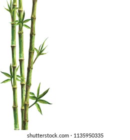 Green bamboo stems and leaves isolated on white background. Watercolor hand drawn botanical illustration with space for text. Watercolour card background.