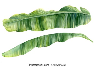 Green Banana Palm Leaves On A White Background. Watercolor Botanical Illustration