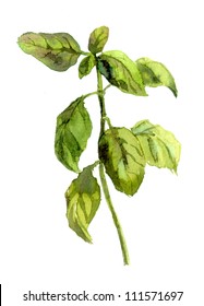 Green Basil Stem. Watercolor