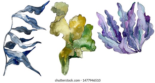 Green and blue aquatic nature coral reef. Tropical plant sea and ocean water life element. Watercolor background set. Watercolour drawing fashion aquarelle. Isolated coral illustration element.
