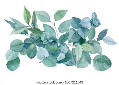 green bouquet, branches and leaves of eucalyptus, watercolor painting, hand drawing,
