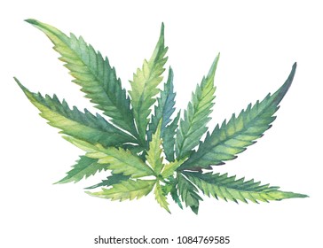 A green branch of Cannabis sativa (Cannabis indica, Marijuana) medicinal plant with leaves. Watercolor hand drawn painting illustration isolated on a white background.