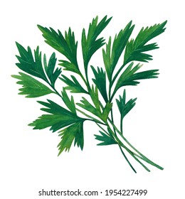 Green branch of parsley isolated on white background.  Watercolor hand drawn illustration.