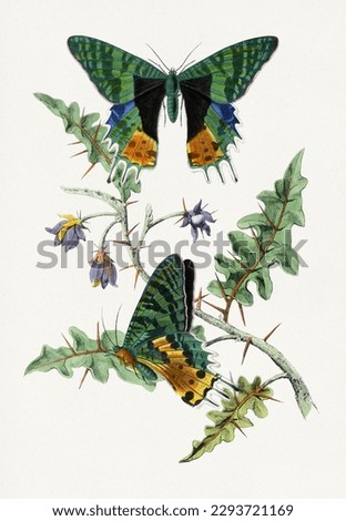 Green Butterflies painting. Butterfly illustration.