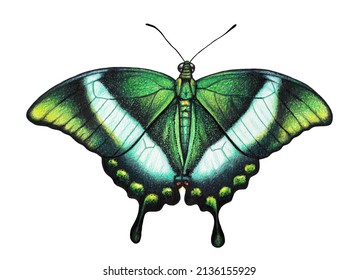 Green butterfly  drawing and colored pencils 