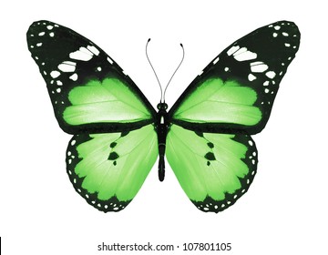 Green Butterfly, Isolated On White