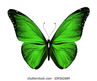 Green Butterfly, Isolated On White Background