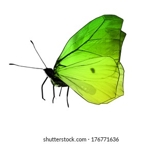 Green Butterfly , Isolated On White