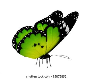 Green Butterfly, Isolated On White