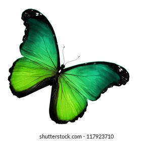 Green Butterfly On White Background