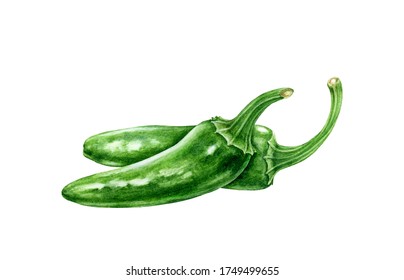 Green chili jalapeno peppers watercolor illustration. Hot spicy vegetable capsicum annuum. Fresh organic whole chili pepper cook ingredient. Jalapeno green Mexican traditional agriculture farm plant.