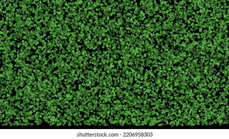 Green Clover Leaves Closeup. NGreen Clover Leaves Close Up. Nature Background. HD 4k Video, Black Background Overlay Mode.ature Background. UHD 4k Video