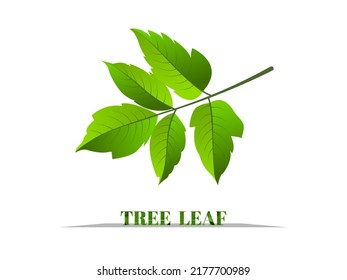 Green Eastern Poison Ivy Tree Leaf Isolated On White Background