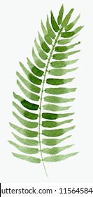 Green Fern. Hand drawn watercolor illustration isolated on whate background