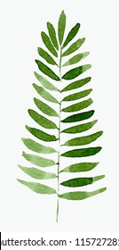 Green Fern. Hand drawn watercolor illustration isolated on whate background