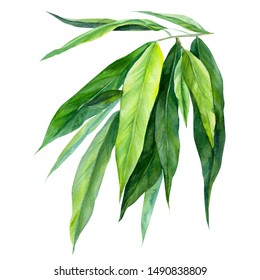 green ficus leaves on an isolated white background, watercolor illustration. nature jungle plants