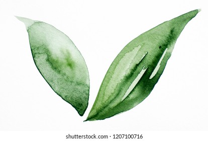 Green Flower Leave Spring Autumn Nature Watercolor Illustration