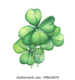 Green Four Leaf Clover. Hand Drawn Watercolor Painting On White Background.